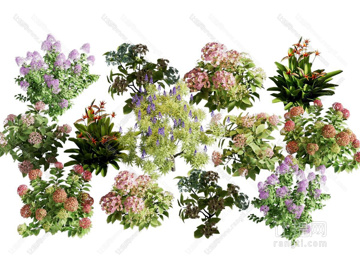 花草 花卉植物