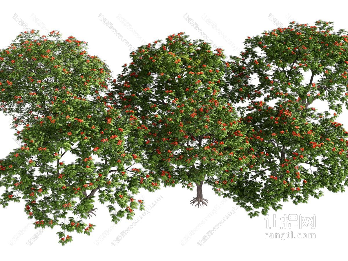 凤凰木影树 景观树 花树