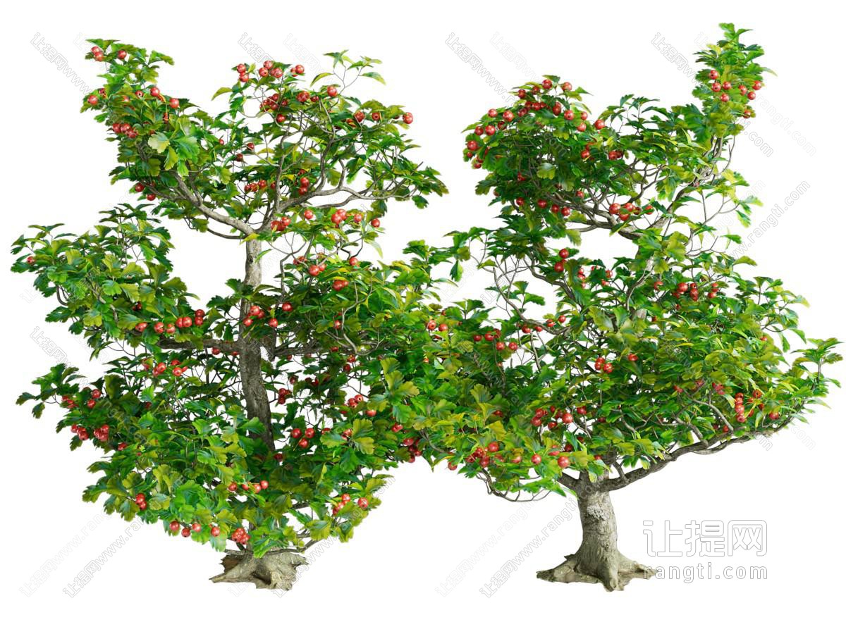 现代果树 树木