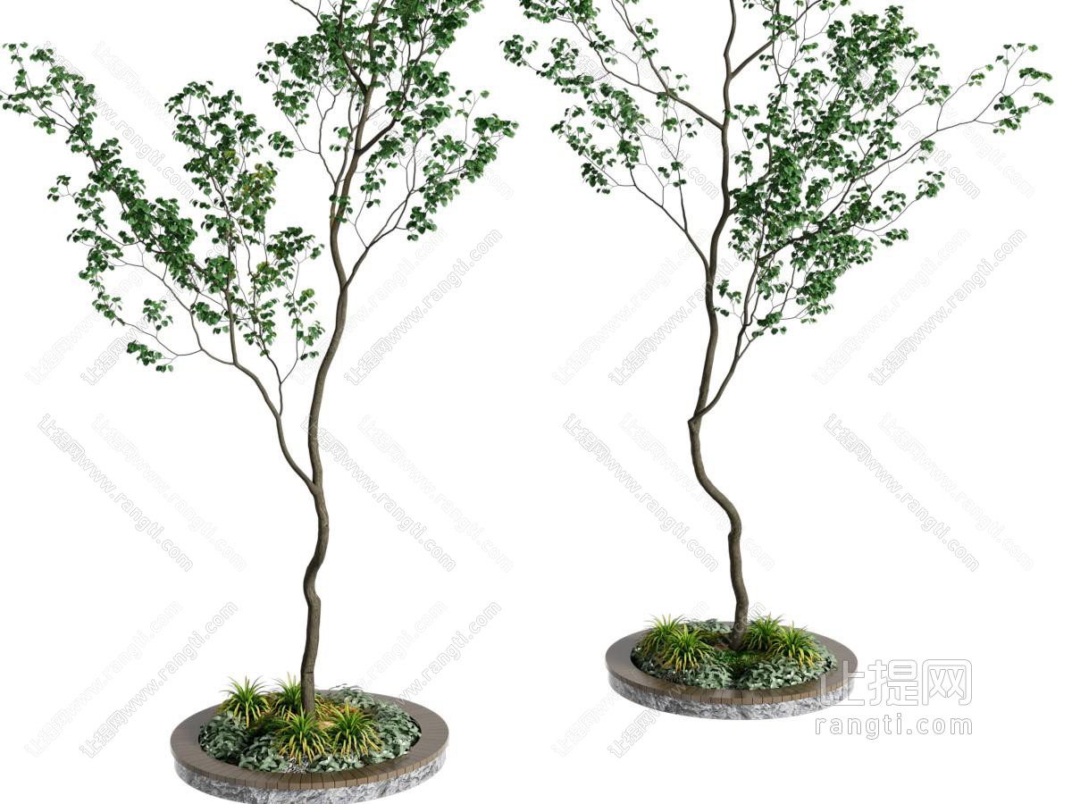 现代景观树木 树池