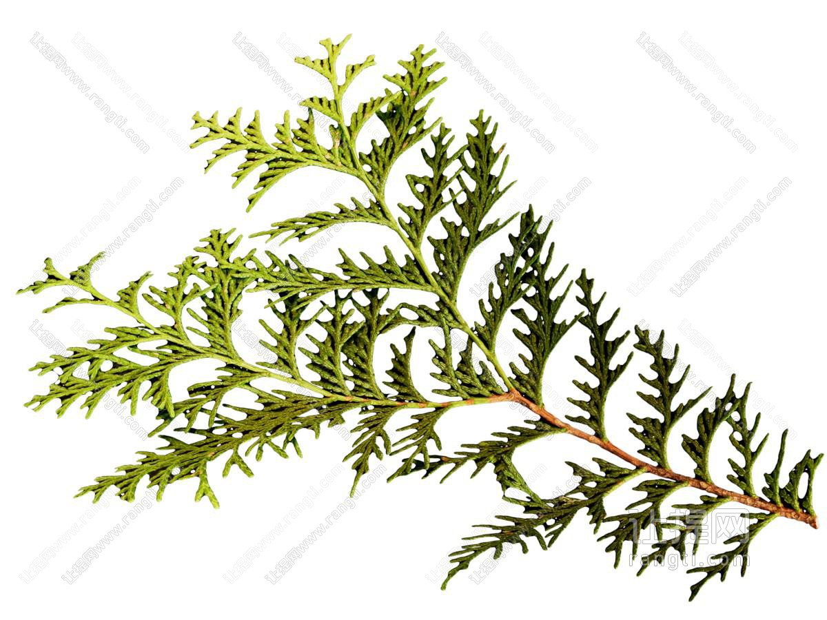 现代柏树树枝 树叶
