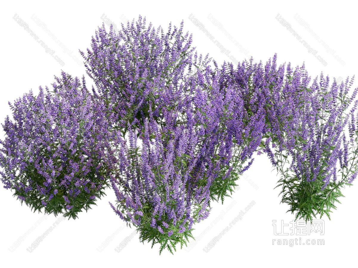 薰衣草 花卉花草植物