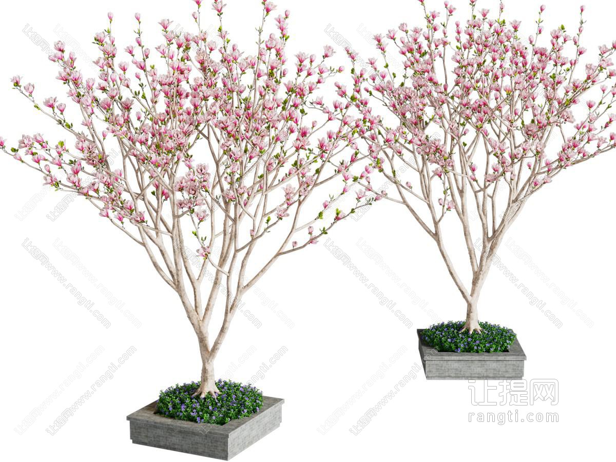 玉兰花树