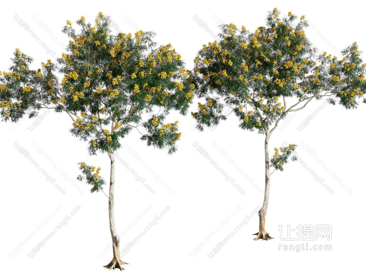 黄花风铃木景观树 行道树
