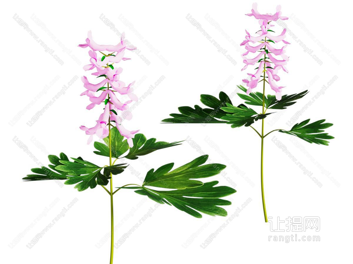 藏红花 花草 草药 中药