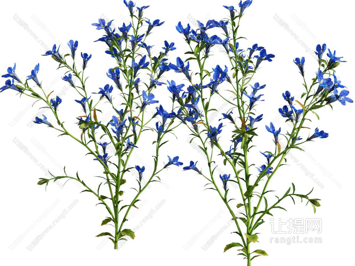 现代花卉花草植物