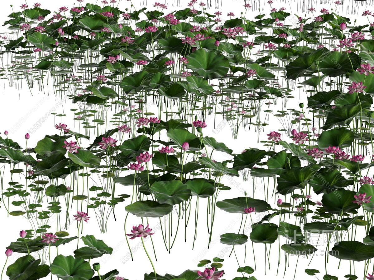 现代荷塘荷花水景